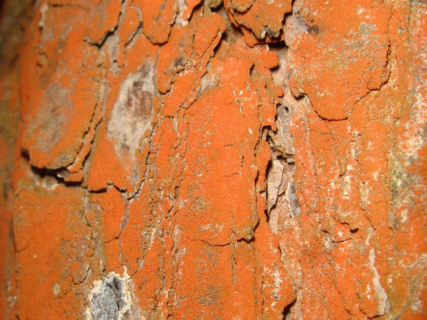 Трентеполия - Trentepohlia sp